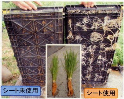 苗の育苗